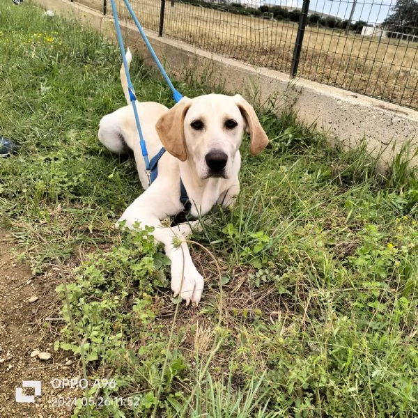 Regalo simil labrador 