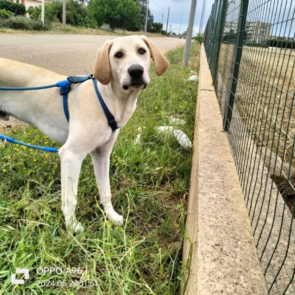 Regalo simil labrador  | Foto 2