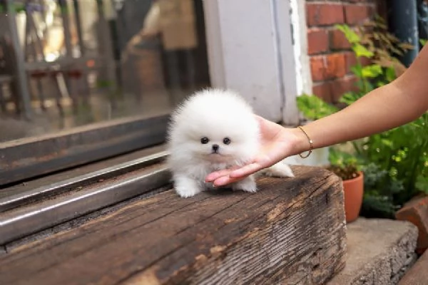 stiamo cercando una nuova casa per i nostri adorabili cuccioli di pomerania 