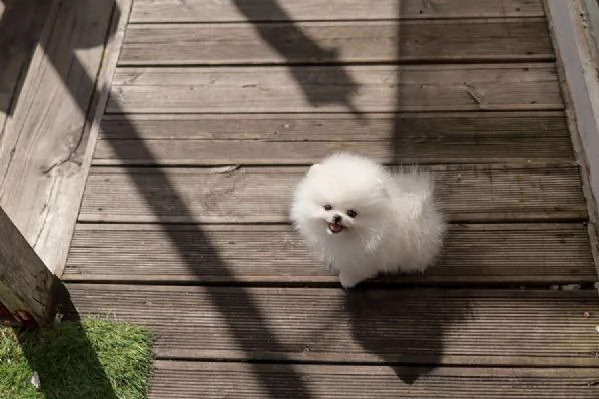 stiamo cercando una nuova casa per i nostri adorabili cuccioli di pomerania  | Foto 1