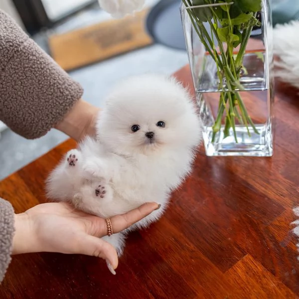 stiamo cercando una nuova casa per i nostri adorabili cuccioli di pomerania  | Foto 0