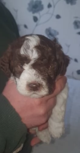 Meravigliosi cuccioli Lagotto Romagnolo