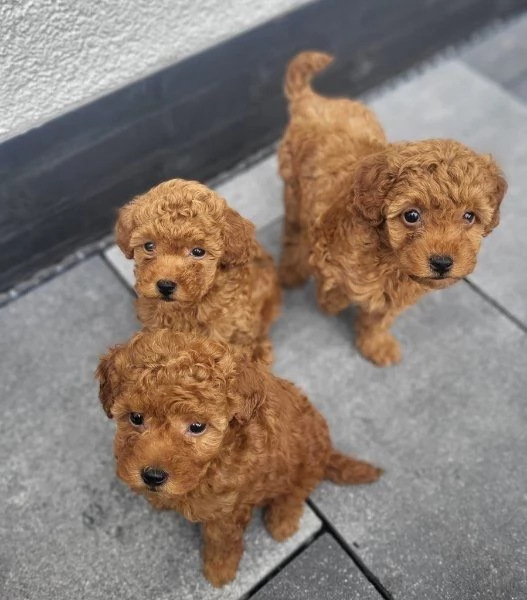 Regala cuccioli di Barboncino | Foto 0