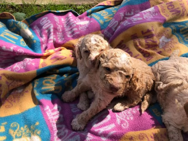 Lagotto romagnoli  | Foto 6