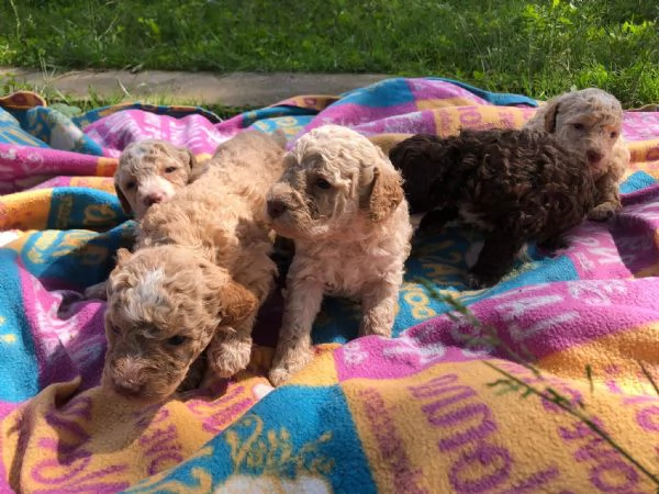 Lagotto romagnoli  | Foto 5