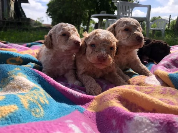 Lagotto romagnoli  | Foto 3