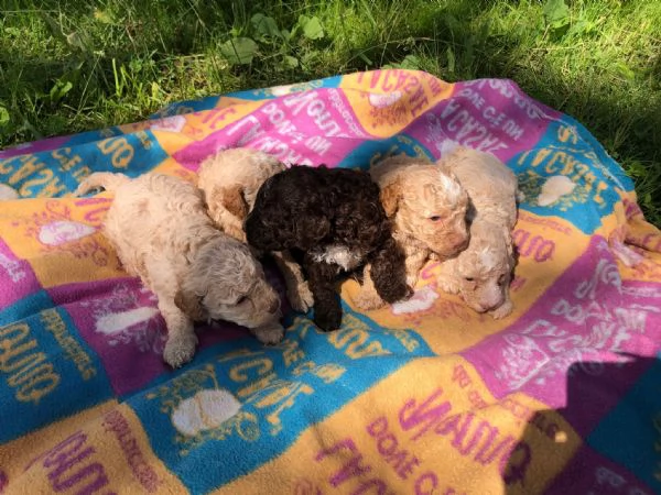 Lagotto romagnoli  | Foto 2