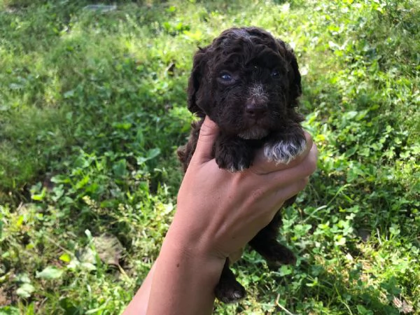 Lagotto romagnoli  | Foto 0