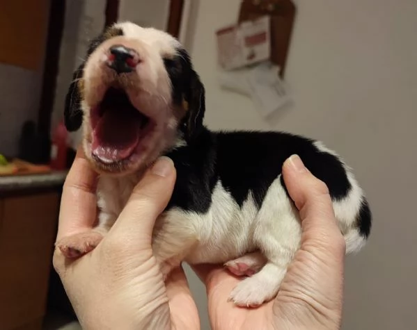 Cuccioli di Bassethound 