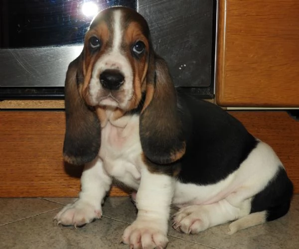 Cuccioli di Bassethound  | Foto 6