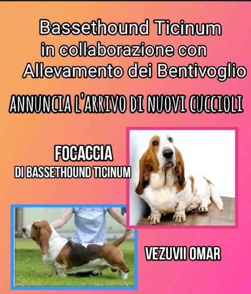 Cuccioli di Bassethound  | Foto 5