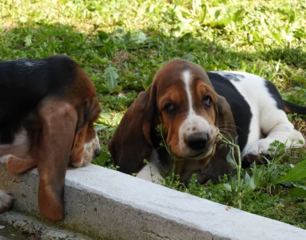 Cuccioli di Bassethound  | Foto 3