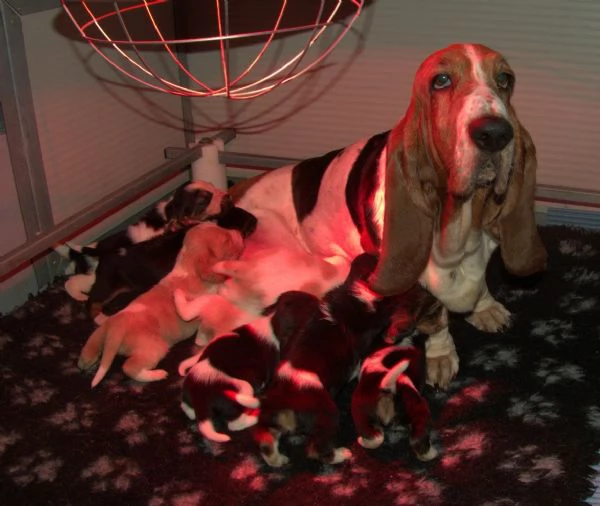 Cuccioli di Bassethound  | Foto 0