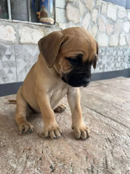 cuccili cane corso | Foto 3