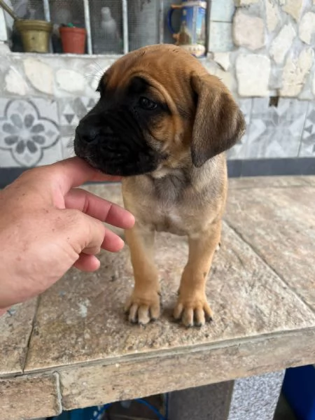 cuccili cane corso | Foto 1