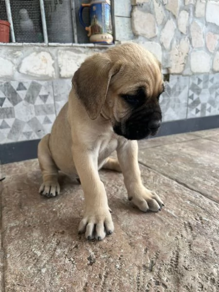 cuccili cane corso | Foto 0