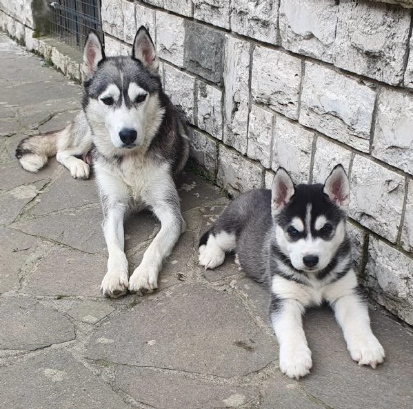 Cuccioli husky 