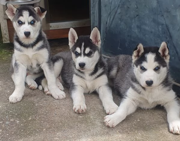 Cuccioli husky  | Foto 1