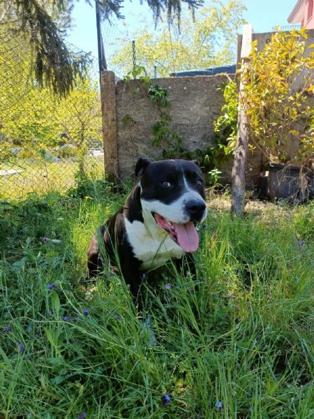 AMSTAFF DI 2 ANNI