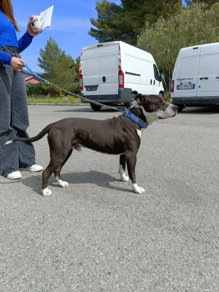 AMSTAFF DI 2 ANNI | Foto 1