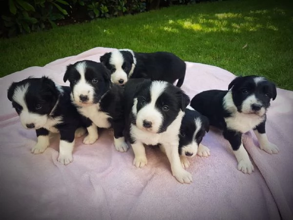 CUCCIOLE DI BORDER COLLIE CON PEDIGREE