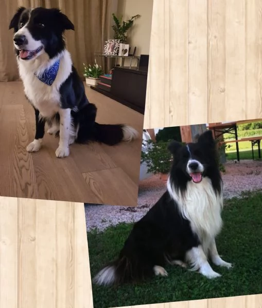 CUCCIOLE DI BORDER COLLIE CON PEDIGREE | Foto 4