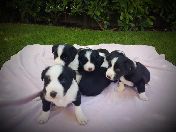 CUCCIOLE DI BORDER COLLIE CON PEDIGREE | Foto 3