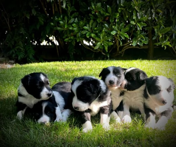 CUCCIOLE DI BORDER COLLIE CON PEDIGREE | Foto 0