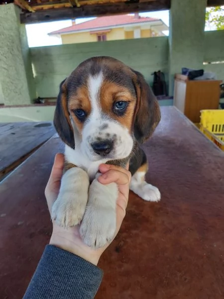 Cuccioli di Beagle