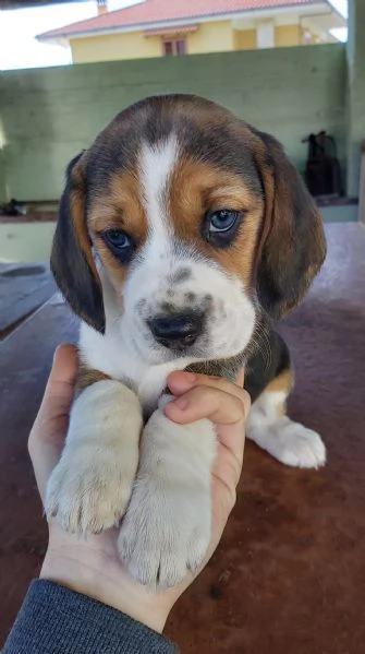 Beagle cucciole  | Foto 2