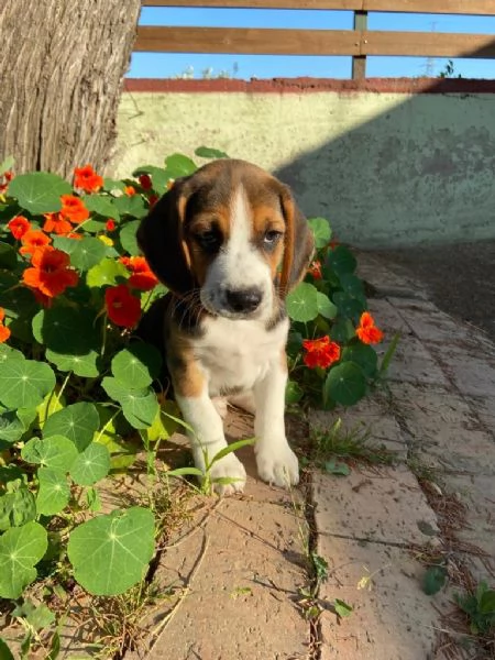 Beagle cucciole  | Foto 1