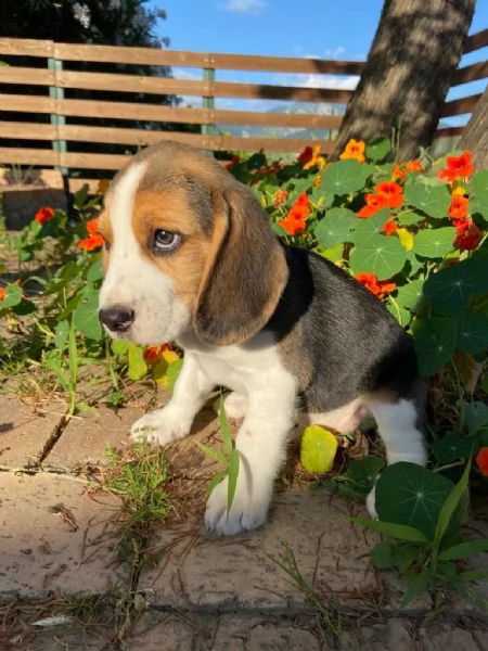 Beagle cucciole 