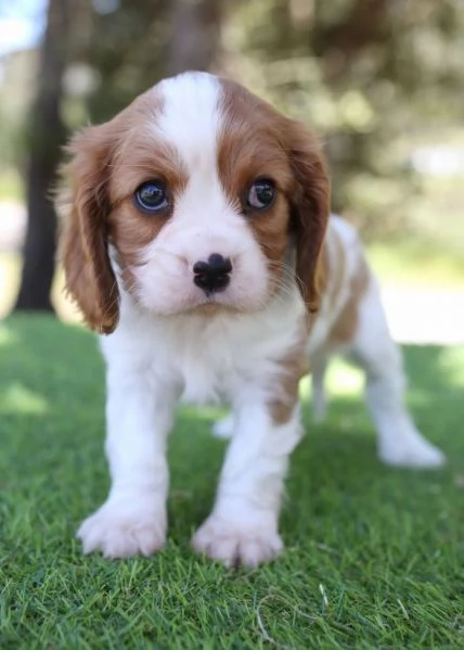 Cuccioli di Cavalier king in adozione