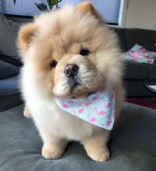 Cuccioli di Chow chow in adozione