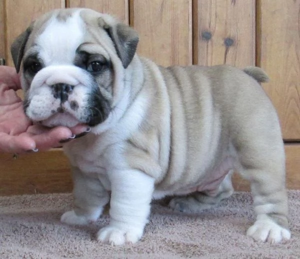 Cuccioli di Bulldog Inglese in adozione