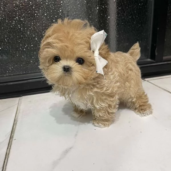 Cuccioli di maltipoo in adozione