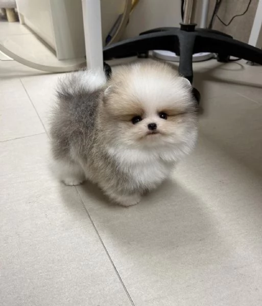 Cuccioli di Volpino pomerania in adozione