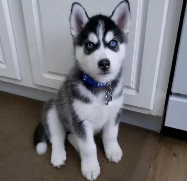 Cuccioli di Siberian Husky in adozione