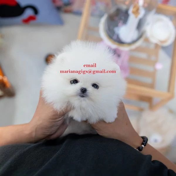 cuccioli di pomerania disponibili per adozione