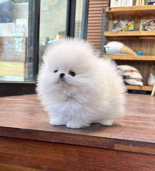 cuccioli di pomerania disponibili per adozione | Foto 1