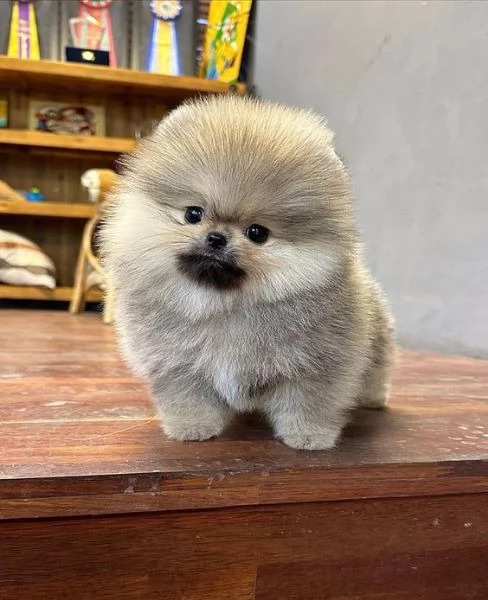 cuccioli di pomerania disponibili per adozione | Foto 0