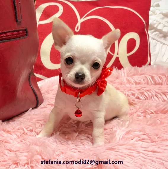 cuccioli di chihuahua con documenti Cuccioli maschi e femmine ora disponibili i nostri cuccioli son