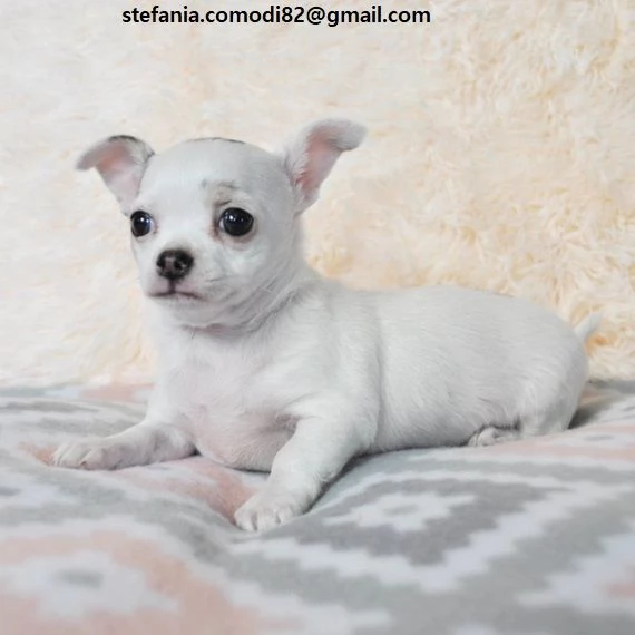 cuccioli di chihuahua con documenti Cuccioli maschi e femmine ora disponibili i nostri cuccioli son