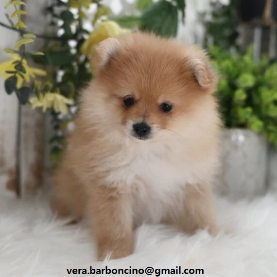 Volpino Pomerania Toy Volpino Pomerania Toy maschi e femmine disponibili da subito Contattatemi dire