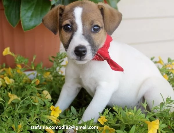 Jack Russel Cuccioli di Jack Russel di taglia piccolissima sverminato con prima vaccinazione e libr