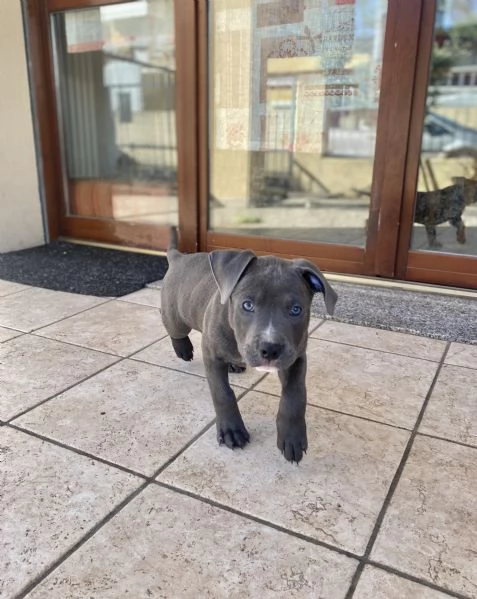 Disponibili cuccioli Amstaff 