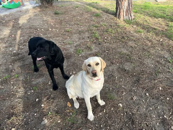 CUCCIOLI DI LABRADOR CERCANO CASA