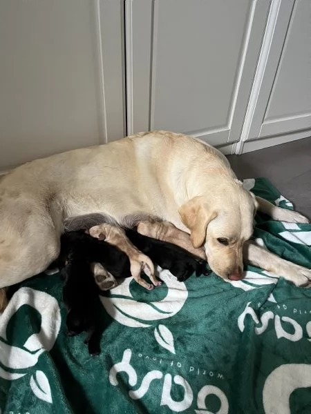 CUCCIOLI DI LABRADOR CERCANO CASA | Foto 3