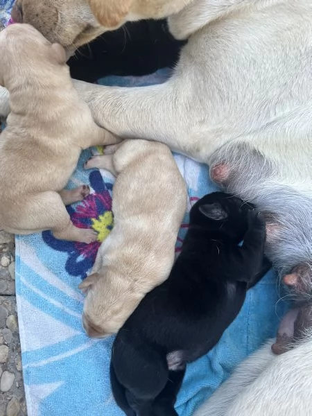 CUCCIOLI DI LABRADOR CERCANO CASA | Foto 2