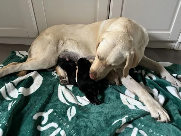 CUCCIOLI DI LABRADOR CERCANO CASA | Foto 0